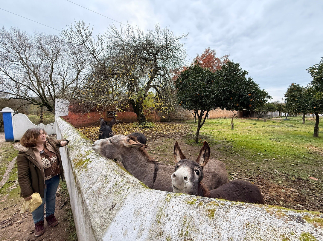 Azeite Casa Anadia - Olive Oil & Tours-Abrantes必去景点