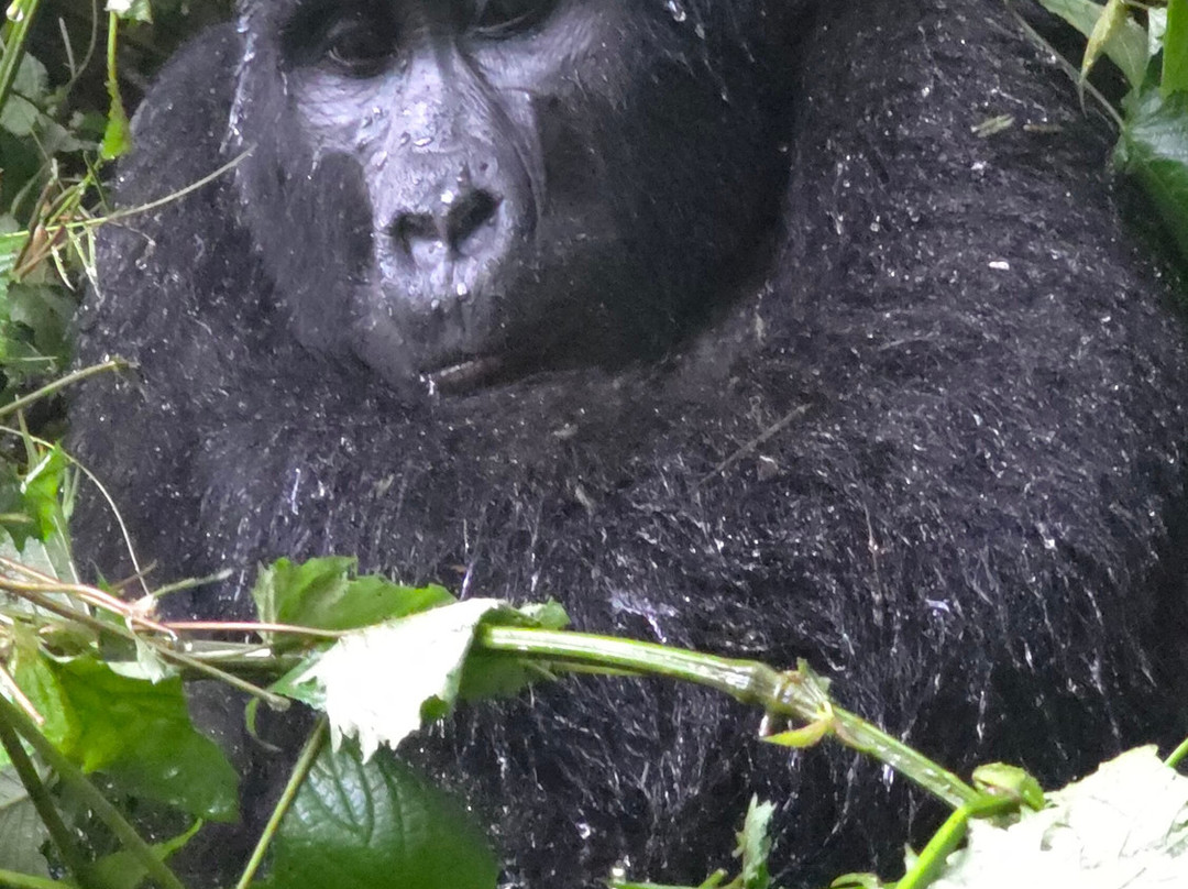 Kigezi Vima Safaris-Kibale National Park必去景点
