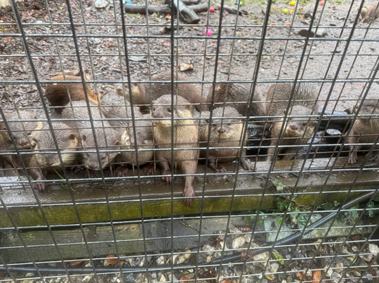 Buckfast Butterfly Farm And Dartmoor Otter Sanctuary-Buckfastleigh必去景点