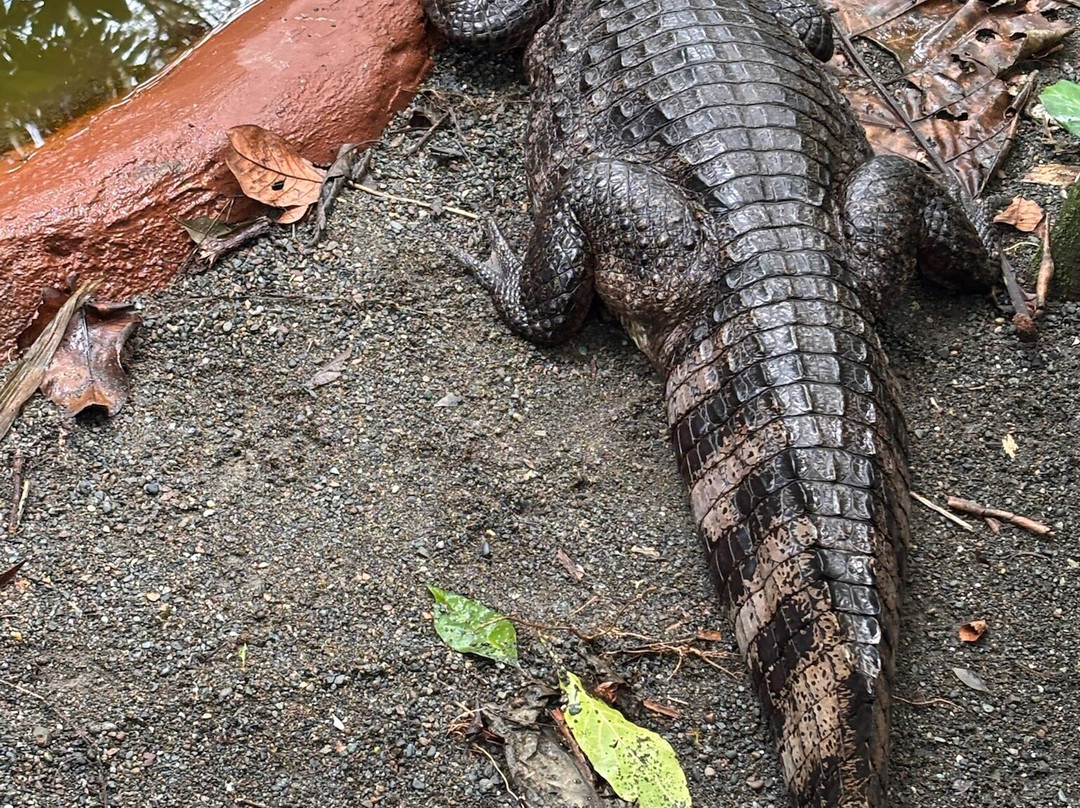 Jaguar Rescue Center-旧港必去景点