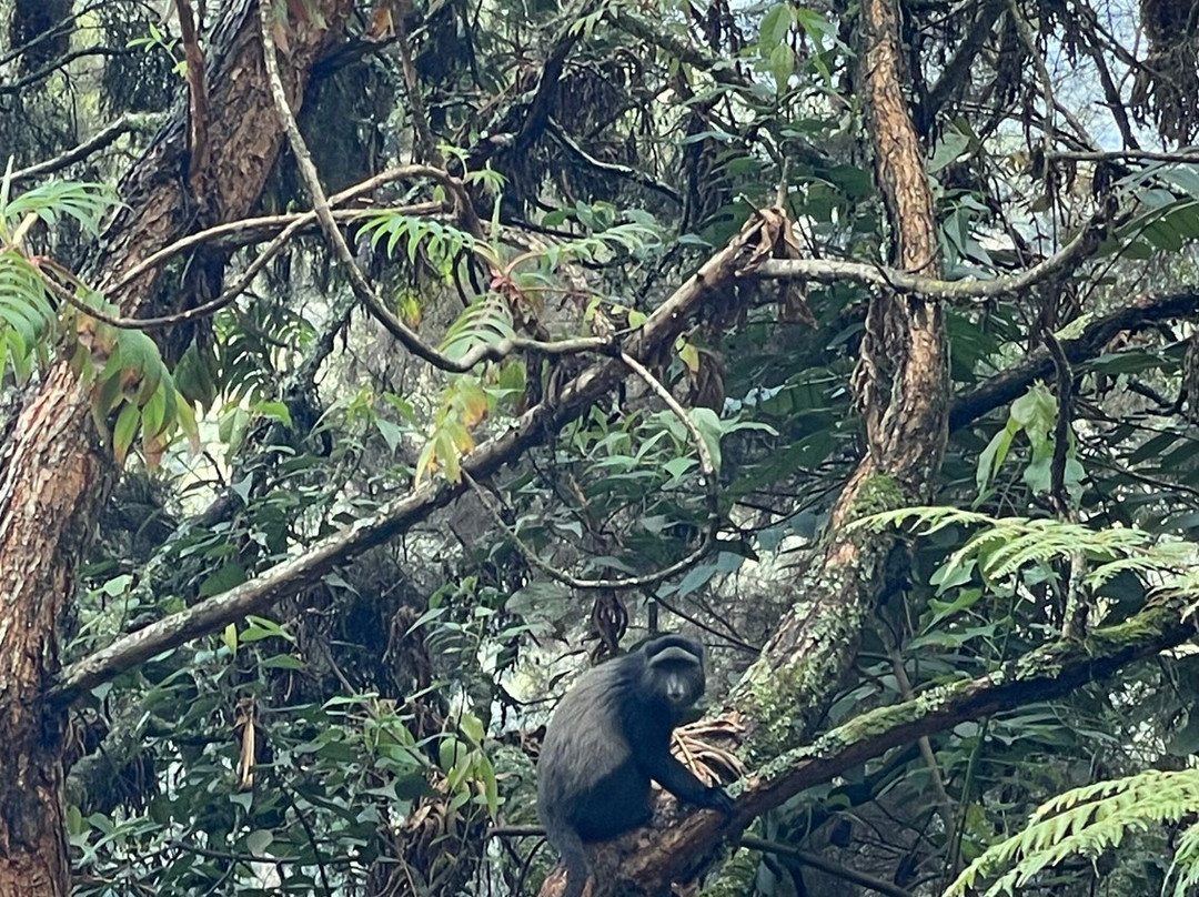Nyungwe National Park - Rwanda-Western Province必去景点