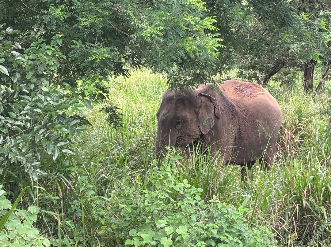 Fernando Tours Sri Lanka-Ja Ela必去景点