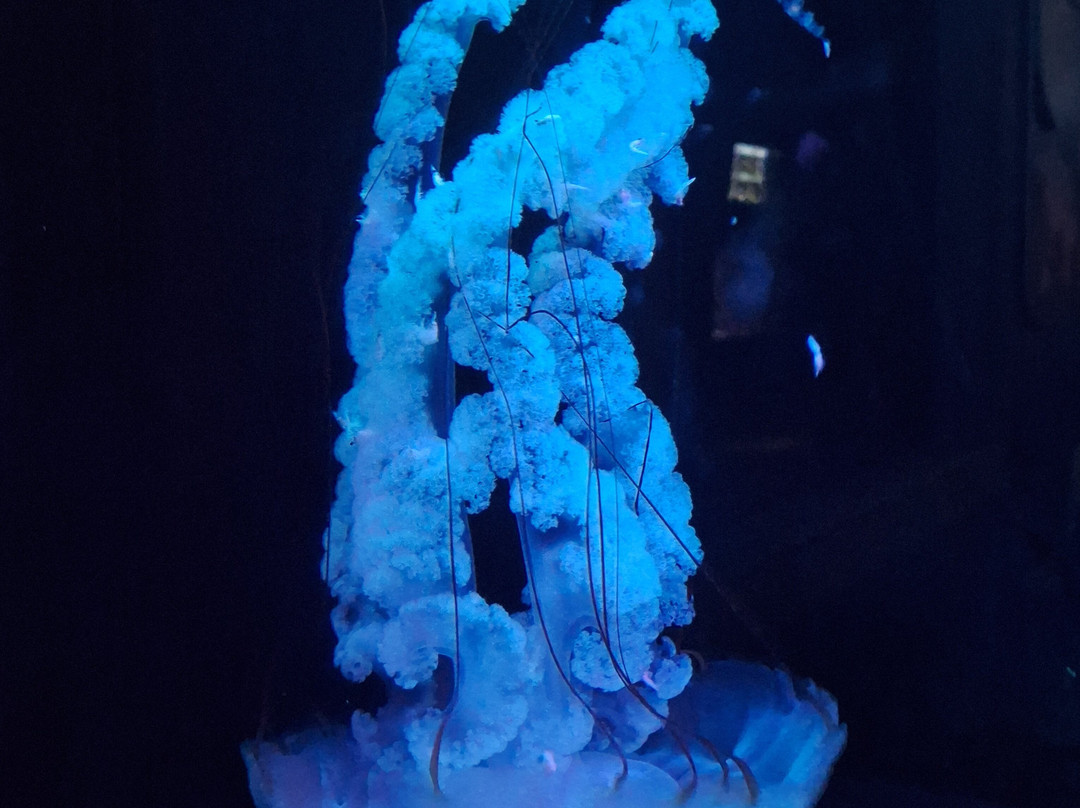 Daytona Aquarium & Rainforest Adventure-代托纳比奇必去景点