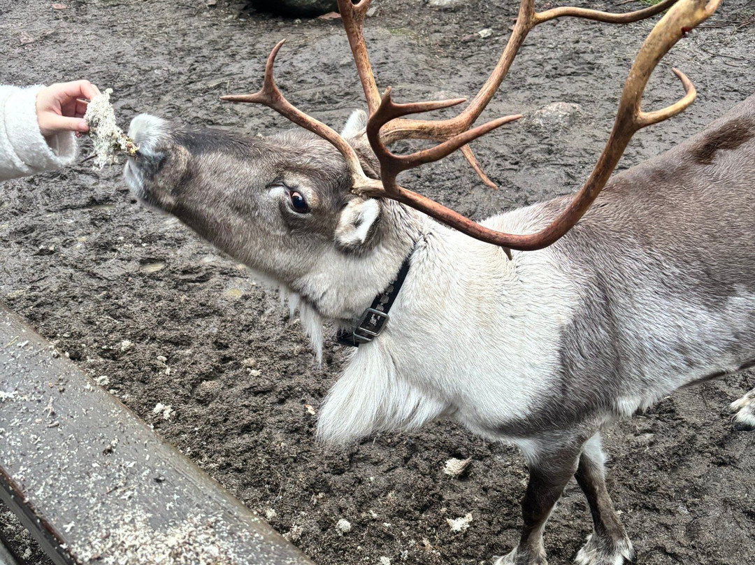 Nuuksio Reindeer Park-埃斯波必去景点