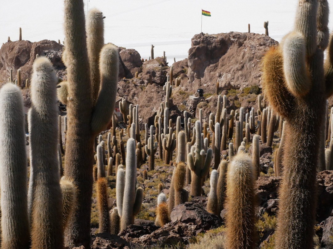 Isla Incahuasi-乌尤尼必去景点