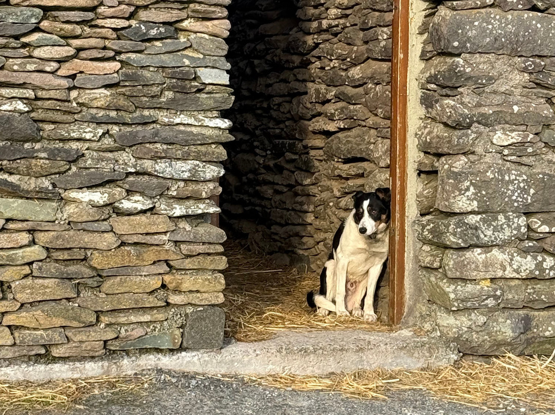 Hold A Baby Lamb-Glanfahan必去景点