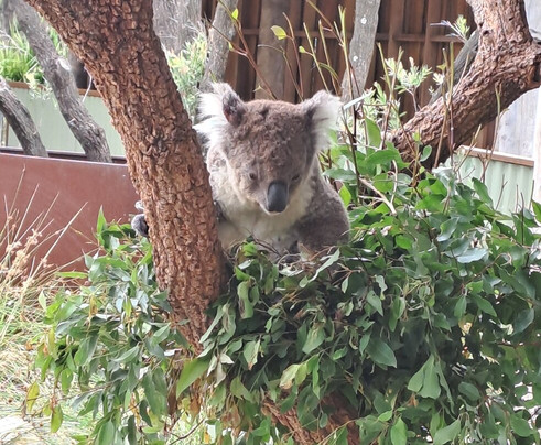 Symbio Wildlife Park-海伦斯堡必去景点