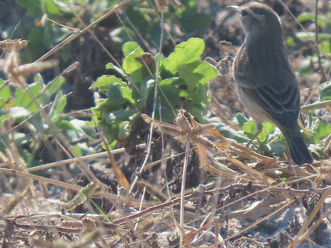 Smyrna Dunes Park-新士麦那海滩必去景点