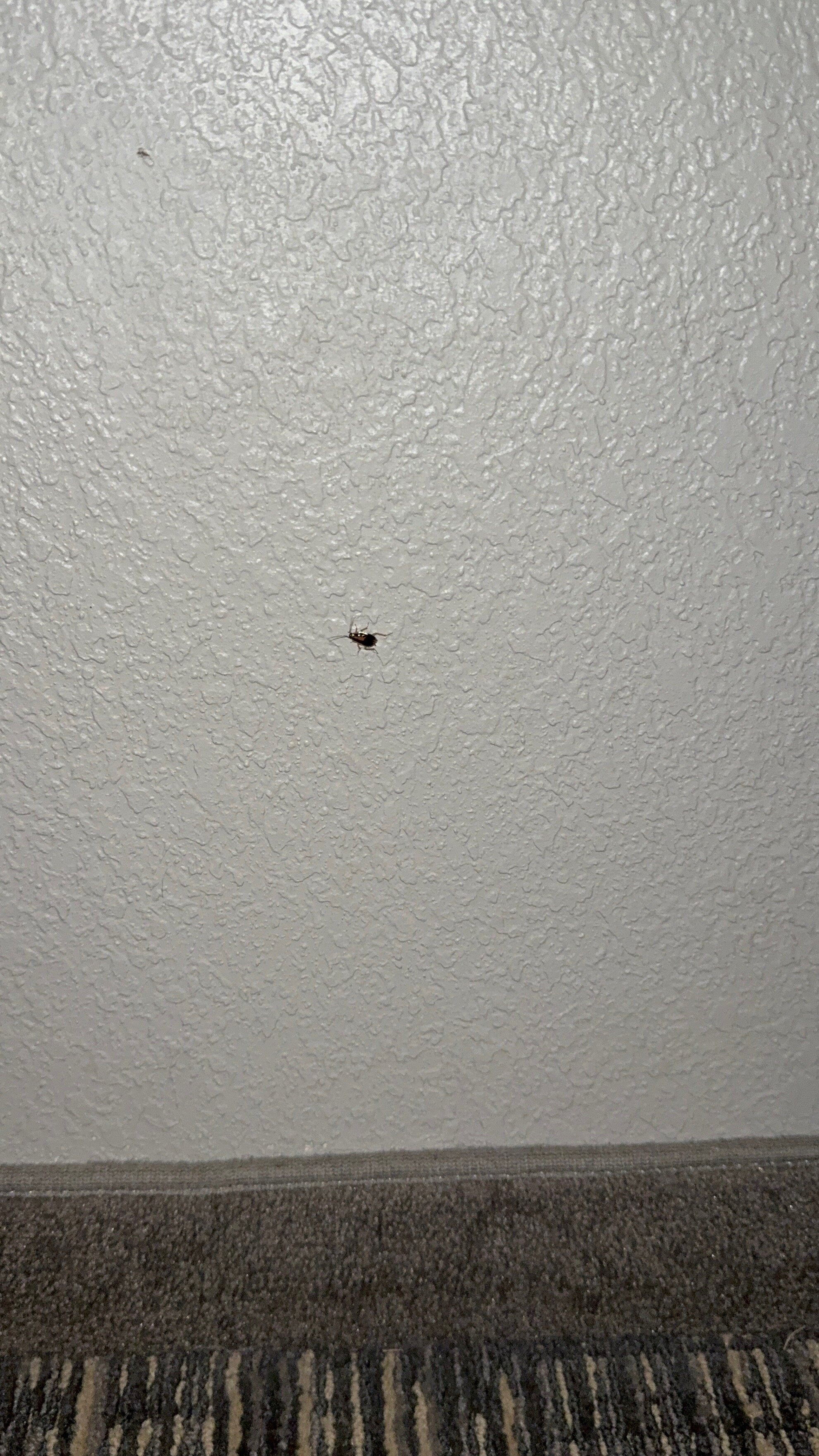 Homewood Suites by Hilton Southwind - Hacks Cross-客卧