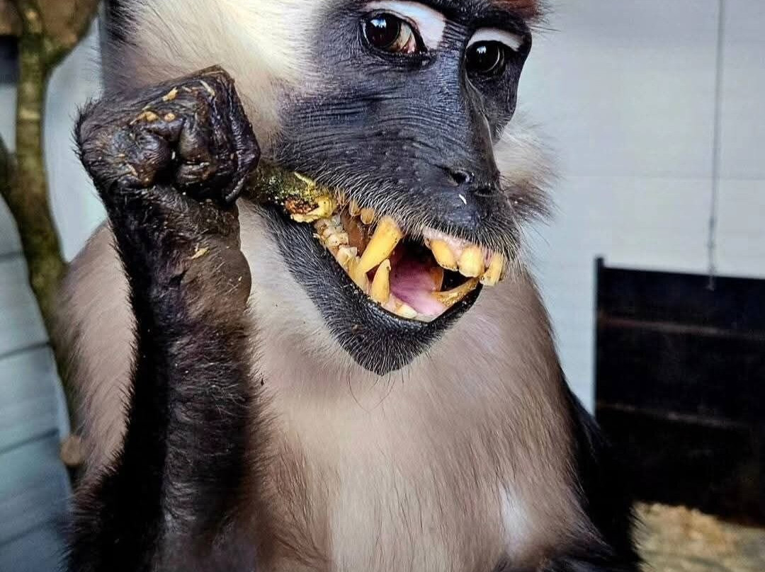 Secret Valley Wildlife Park-韦克斯福德必去景点