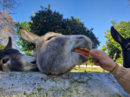 Azeite Casa Anadia - Olive Oil & Tours-Abrantes必去景点
