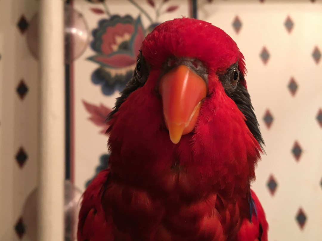 Element Dallas Richardson主图