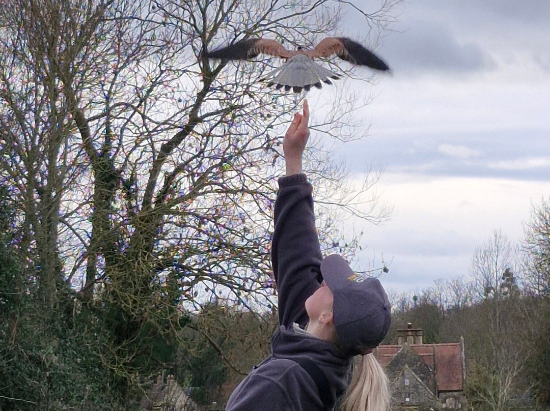The Bird Of Prey Project-巴斯必去景点
