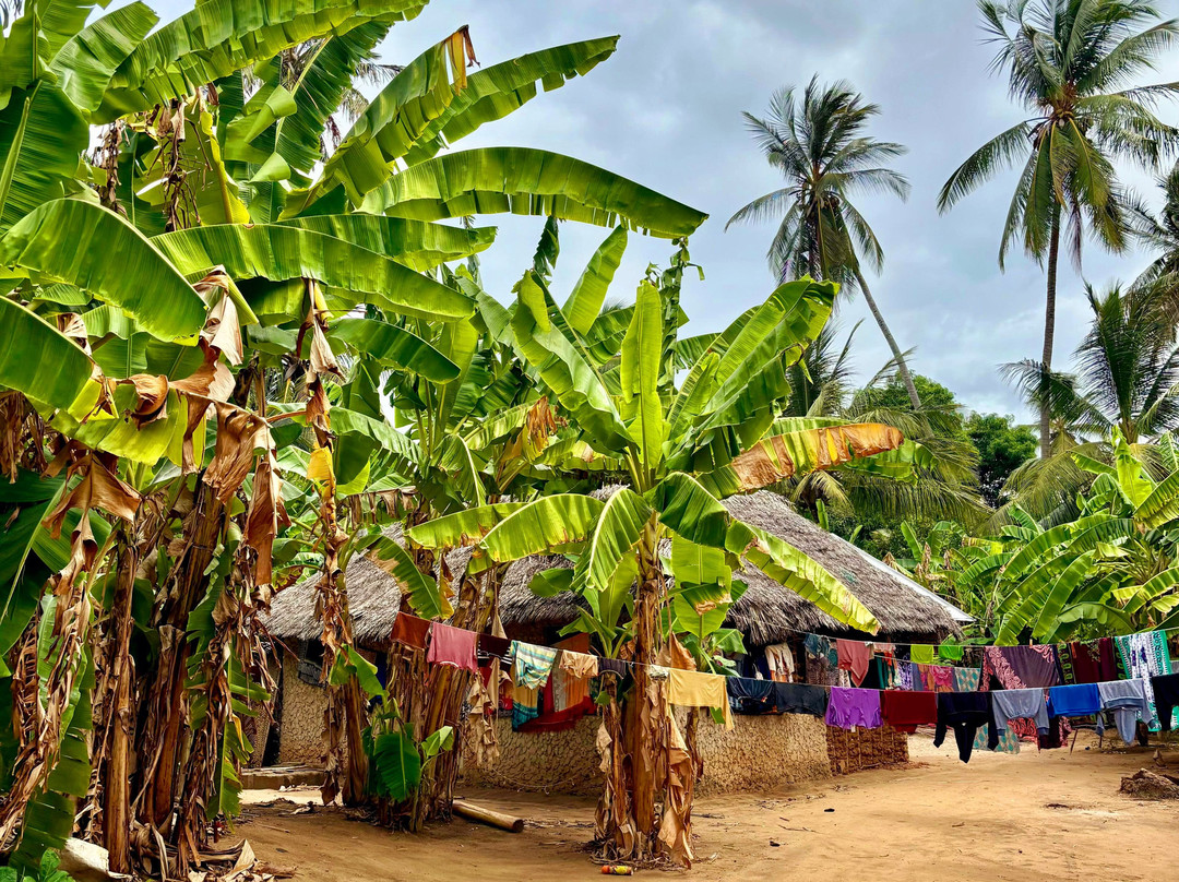 Mafia Whale Shark Tours-Kilindoni必去景点
