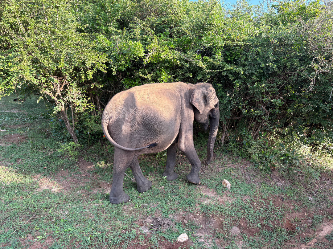 Yala National Park