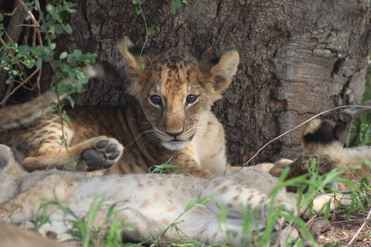 Malik Safari-马林地必去景点