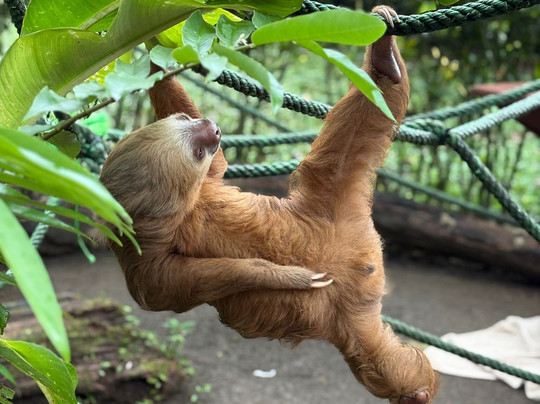 Jaguar Rescue Center-旧港必去景点