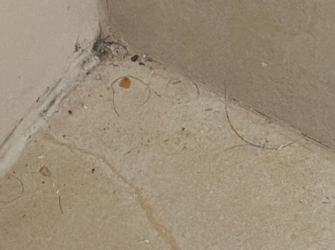 Best Western Plus Steeplegate Inn主图