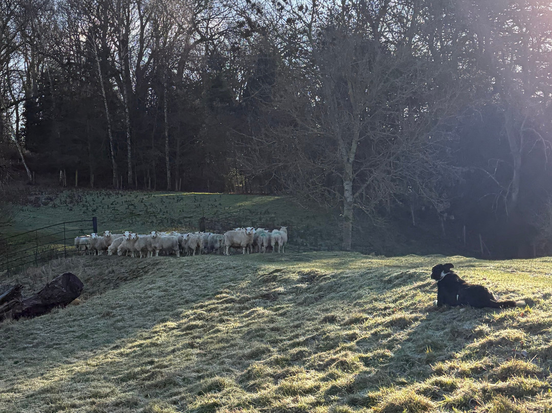 Nij Vyas Sheepdog Experience-East Norton必去景点