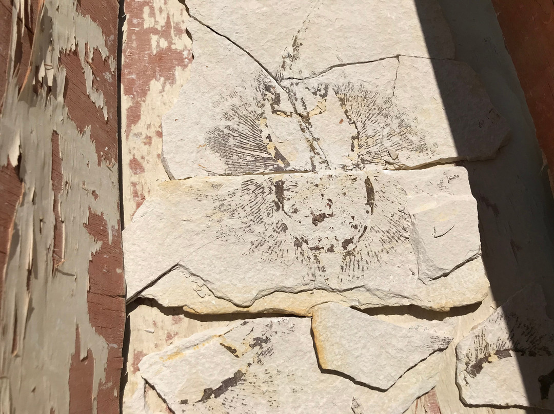 In Stone Fossils-Kemmerer必去景点