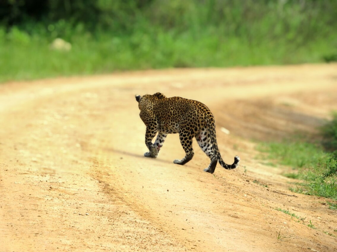 Blue Wild - Yala主图