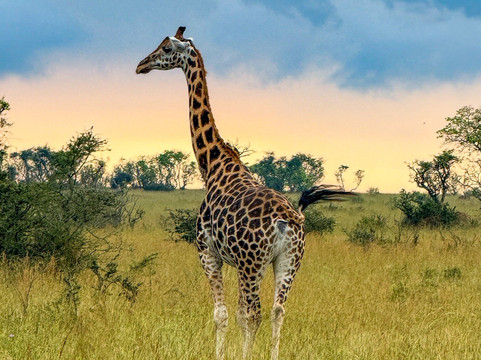 Unveil Uganda safaris-恩德培必去景点