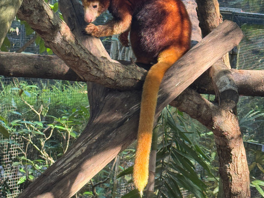 Port Moresby Nature Park-莫尔兹比港必去景点