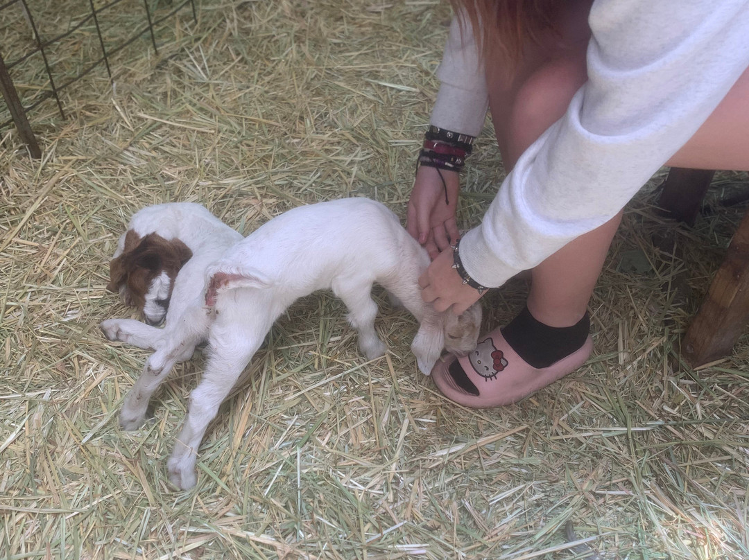 Denmark Animal Farm & Pentland Alpaca Stud-丹麦必去景点