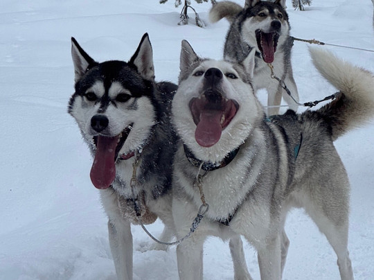 Happy Huskies-伊瓦洛必去景点