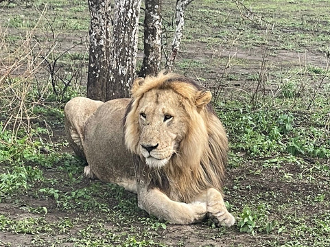Marjorie et Filbert Safaris-阿鲁沙必去景点