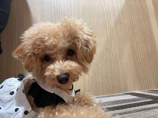 Dog Cafe Rio Akihabara-千代田区必去景点