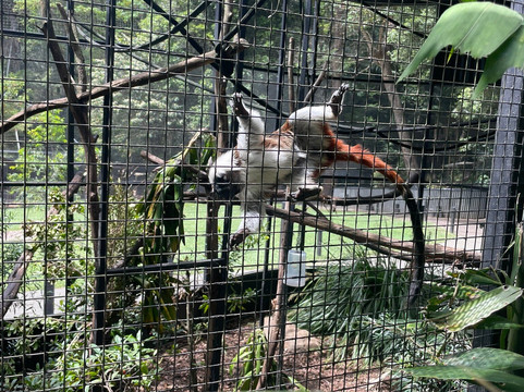 Wildlife HQ Zoo-Woombye必去景点