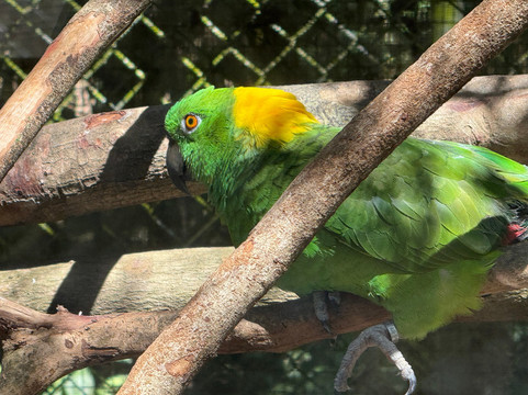 International Animal Rescue Costa Rica-诺萨拉必去景点