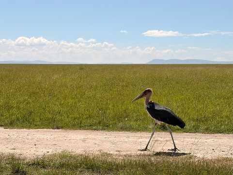 Kwanga Safaris-内罗毕必去景点