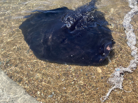 ZigZag Tours NZ-新普利默斯必去景点