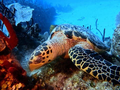 Diving Dominican Republic-Bayahibe必去景点