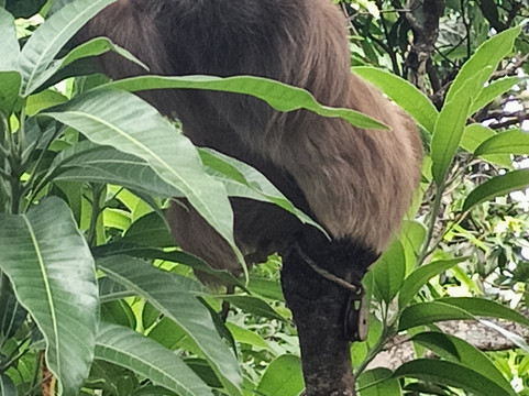 Costa Rica Animal Rescue Center-Turrucares必去景点