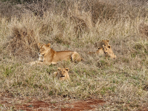 The Black Sheep Agency-开普敦中心区必去景点