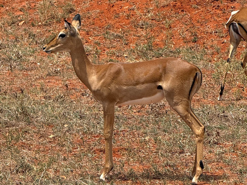 Safari In Kenya Con Samba-瓦塔木必去景点
