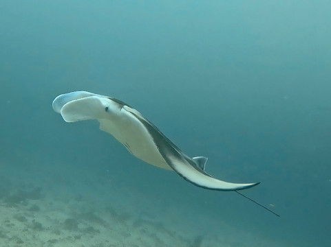 Himmafushi Scuba Adventure-Himmafushi Island必去景点