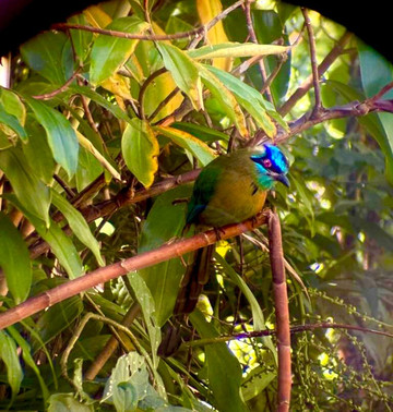 Oropopo Experience-圣何塞必去景点