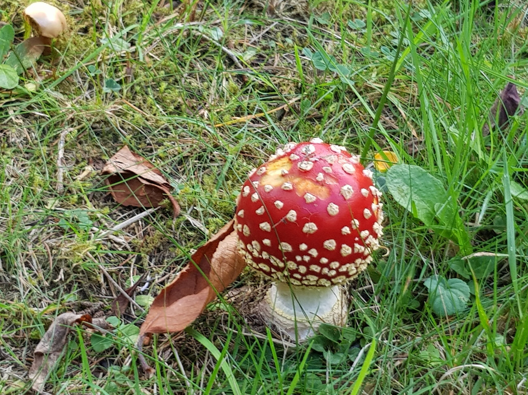High Beeches Garden-Handcross必去景点