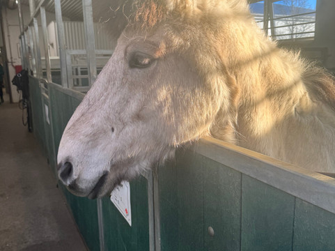 Eldhestar Volcano Horses-Olfus必去景点