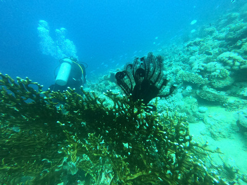 Ducks Diving Safaga-Safaga必去景点