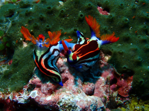 Scuba Junkie Komodo-Labuan Bajo必去景点