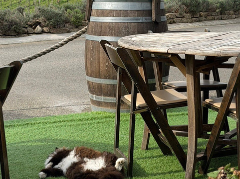 Wise Villa Winery-Lincoln必去景点