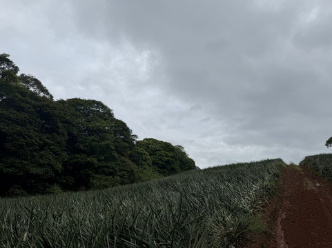 The Best Pineapple Tour Costa Rica-Rio Cuarto必去景点