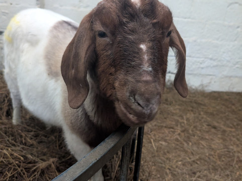 Cronkshaw Fold Farm-Rossendale必去景点