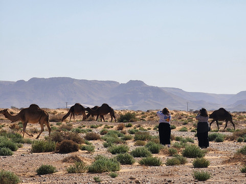 Rutas Al Desierto-马拉喀什必去景点