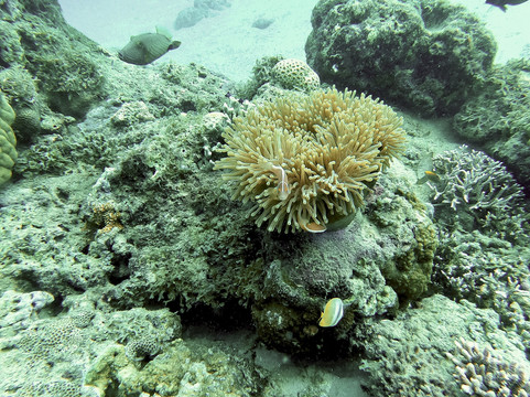 Pacific Dive-卢甘维尔必去景点